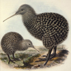 Kiwis